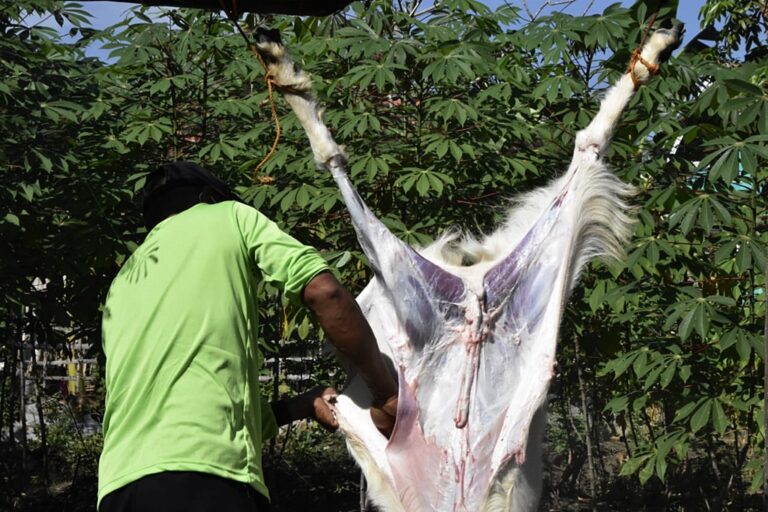 Solusi Menjual Kulit Hewan Kurban